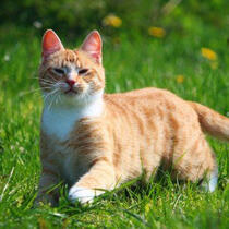 cat therian